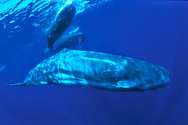 Vorvaň - Sperm Whale (Physeter macrocephalus)