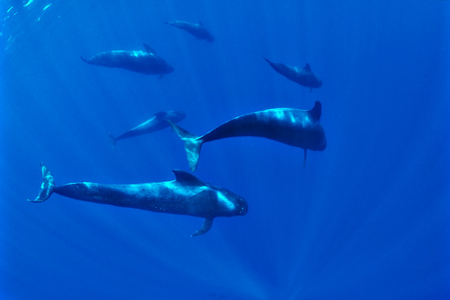 Kulohlavec ern - Long-finned Pilot Whale (Globicephala melas)