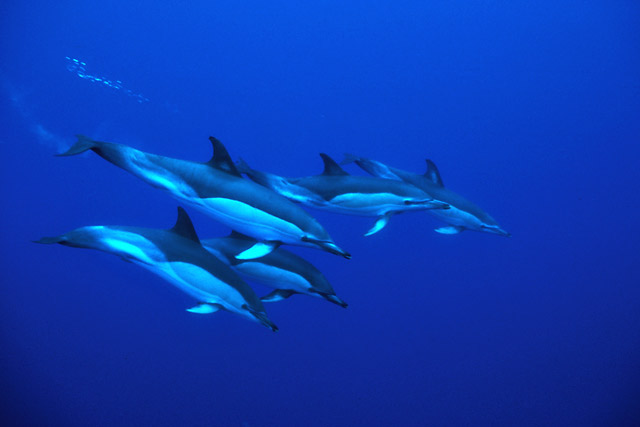 Delfíni
