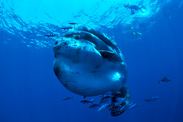 Mìsíèník svítivý - Ocean Sunfish (Mola mola)