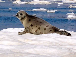 Tule grnsk (Phoca groenlandica)