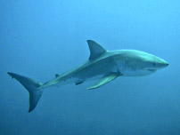 Žralok bílý - great white shark (Carcharodon carcharias)