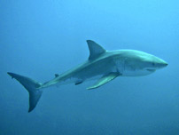 ralok bl - great white shark (Carcharodon carcharias)