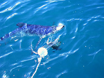 Žralok modravý - blue shark (Prionace glauca)