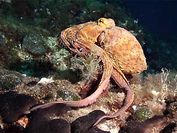 Chobotnice pobøežní