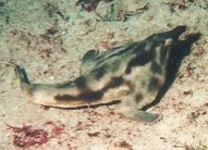 Batfish