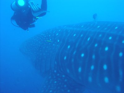 ralok velryb (Rhincodon typus)