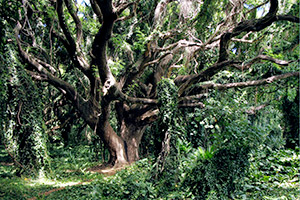 Jungle v Honolua bay