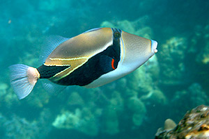 Téhle rybì øíkají humu-humu-nuku-nuku-apu'a, ryba, která se vynoøuje a vydává zvuky jako prase (Rhinecanthus aculeatus, Ostenec trnitý, Picasso Triggerfish)