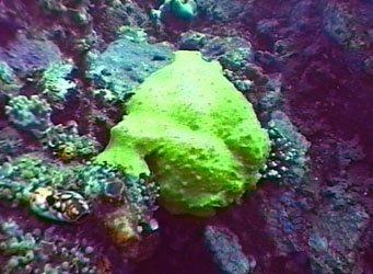 frogfish