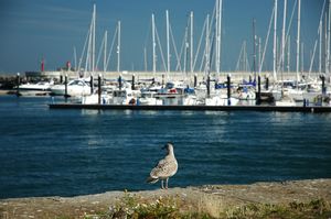 Dun Laoghaire marina