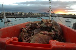 Dun Laoghaire marina - lovek