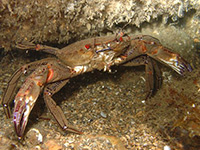 Velvet crab