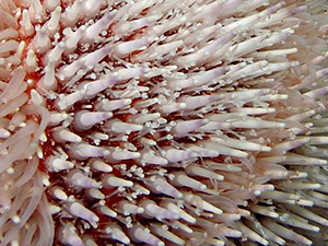 Ježovka, viditelná chapadýlka, kterými ježovka pøíjímá potravu