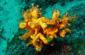 mìkký korál