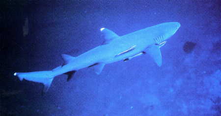 White Tip Shark