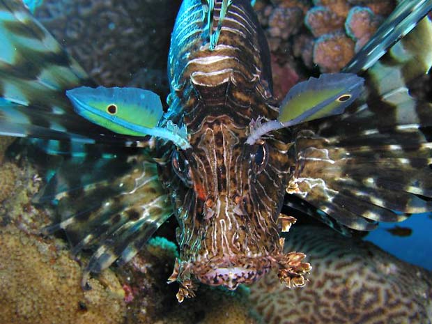 Portrt perutna Pterois miles