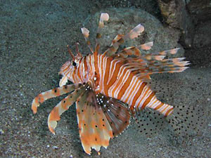 Pterois miles