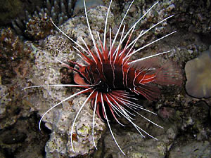 Pterois radiata