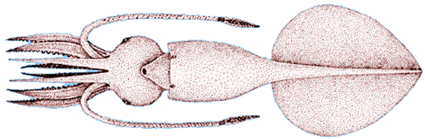 Krakatice - Mesonychoteuthis hamiltoni