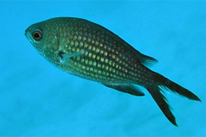 Sapn skovan - Chromis chromis