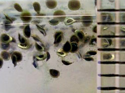 Samostatné statoblasty ve sklenici vody (milimetrové mìøítko)