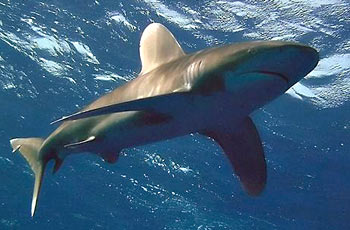 Žralok dlouhoploutvý