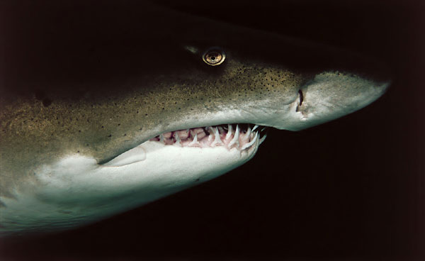 Ragged Tooth shark