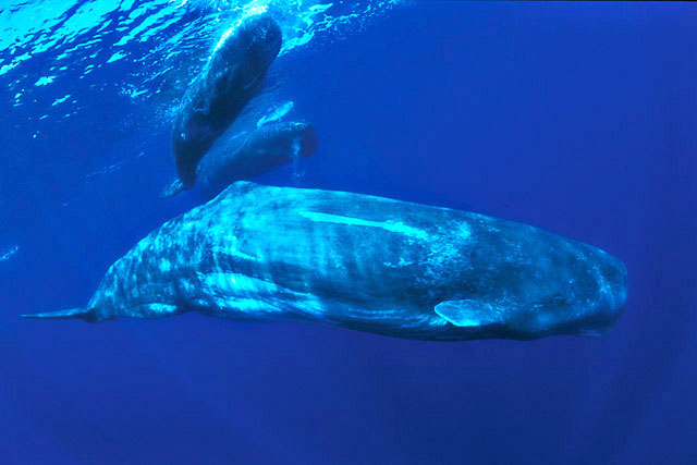Vorva - Sperm Whale (Physeter macrocephalus)