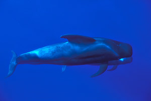 Kulohlavec ern - Long-finned Pilot Whale (Globicephala melas)