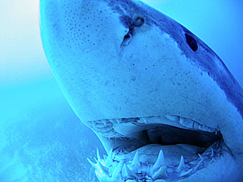 ralok bl - great white shark (Carcharodon carcharias)