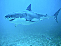 ralok bl  - great white shark (Carcharodon carcharias)