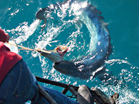 ralok modrav - blue shark (Prionace glauca)